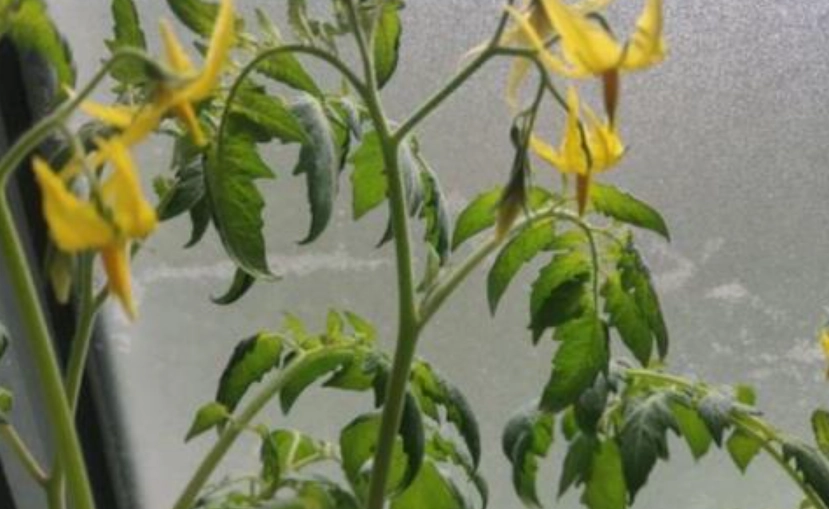 番茄不開花原因 番茄不開花原因