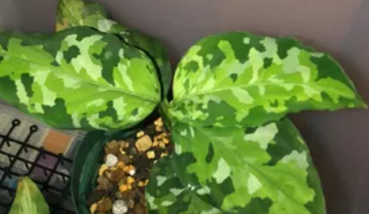 迷彩粗肋草繁殖技巧