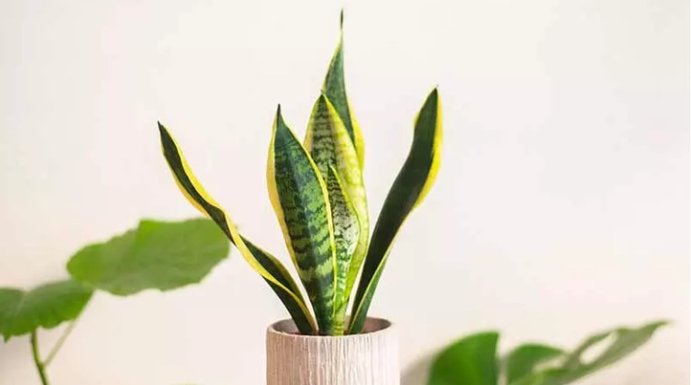 虎尾蘭養護方法