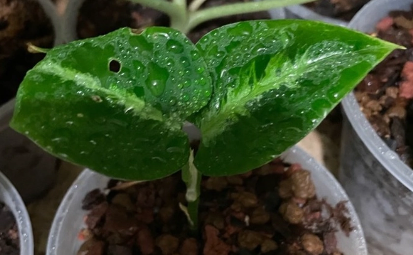 迷彩粗肋草病害處理