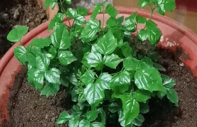 幸福樹種植方法