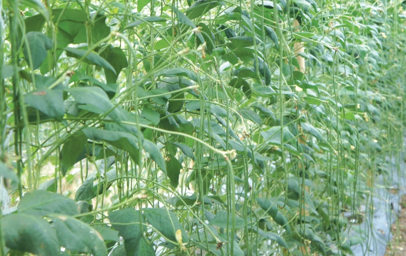 長豆栽培技巧