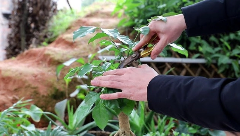 幸福樹種植方法