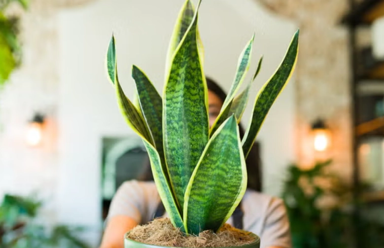 虎尾蘭養護方法