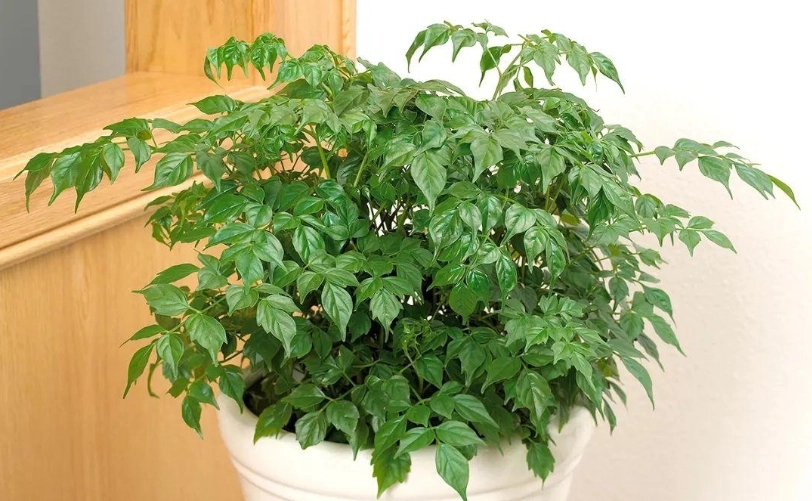 幸福樹盆栽照顧