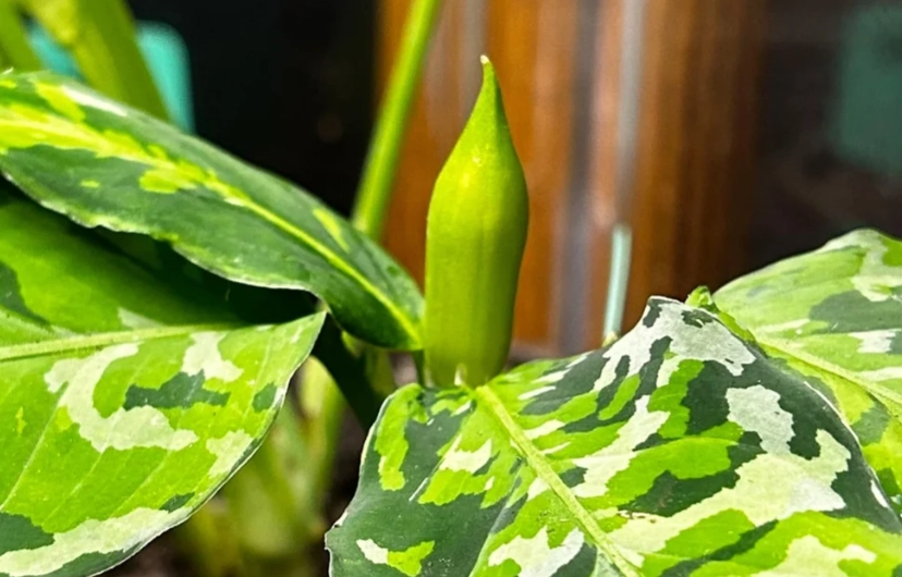 迷彩粗肋草照顧