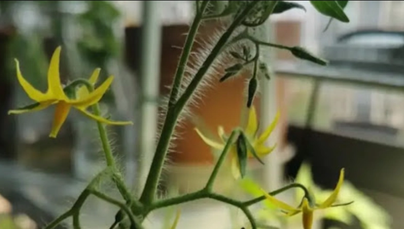 番茄不開花處理 番茄不開花處理