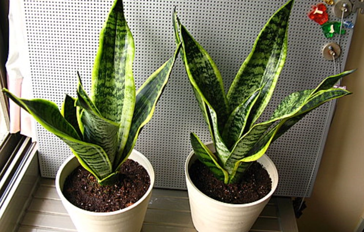 虎尾蘭換盆技巧