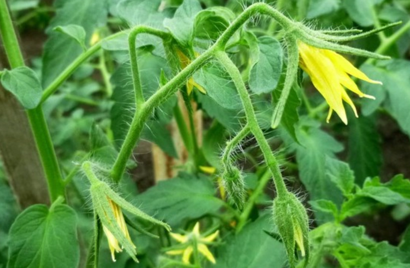 番茄種植開花技巧 番茄種植開花技巧