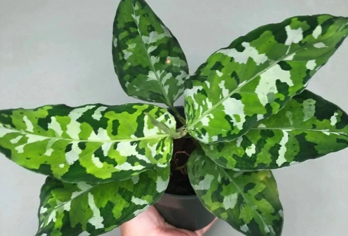 迷彩粗肋草照顧