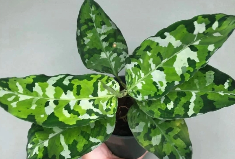 迷彩粗肋草病害處理