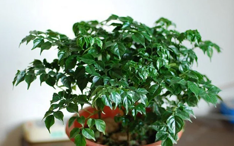 幸福樹照顧技巧