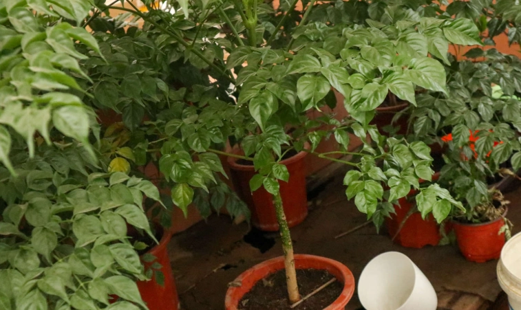 幸福樹常見問題