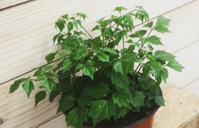 幸福樹盆栽價格