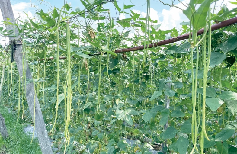 長豆病虫害防治