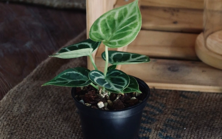 迷彩粗肋草照顧方法