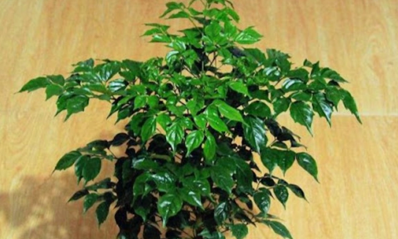 幸福樹盆栽照顧