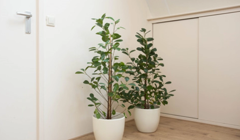 幸福樹照顧技巧