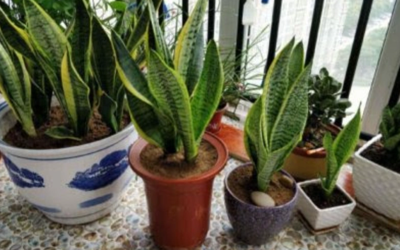 虎尾蘭換盆時間