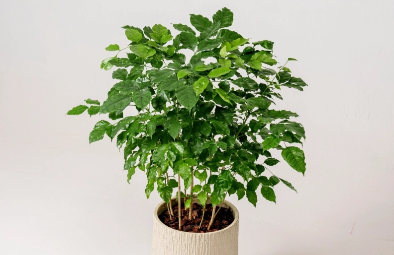 幸福樹常見問題