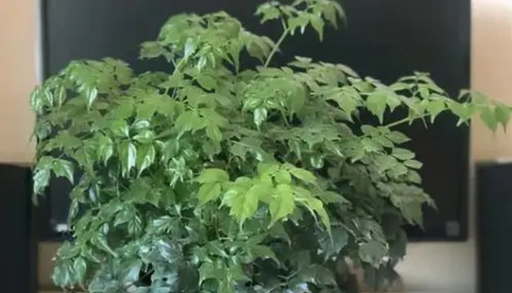 幸福樹盆栽葉子發黃