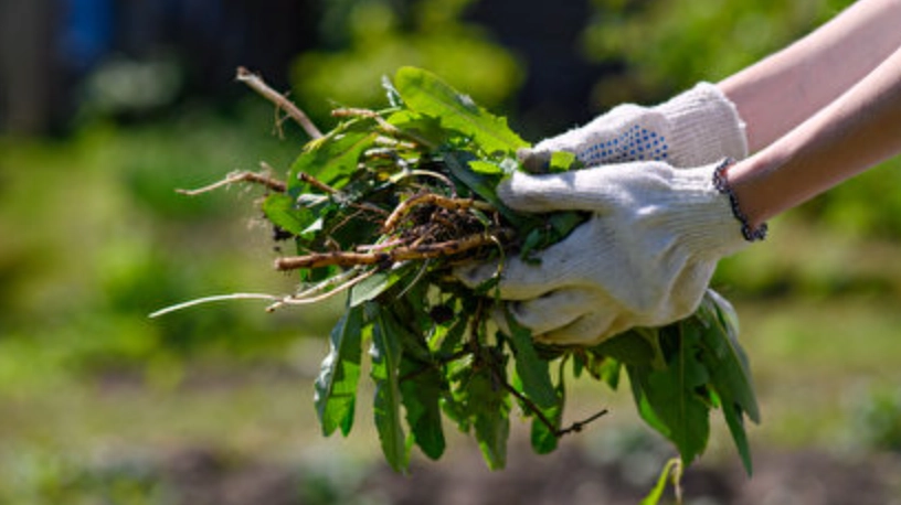 雜草防治方法