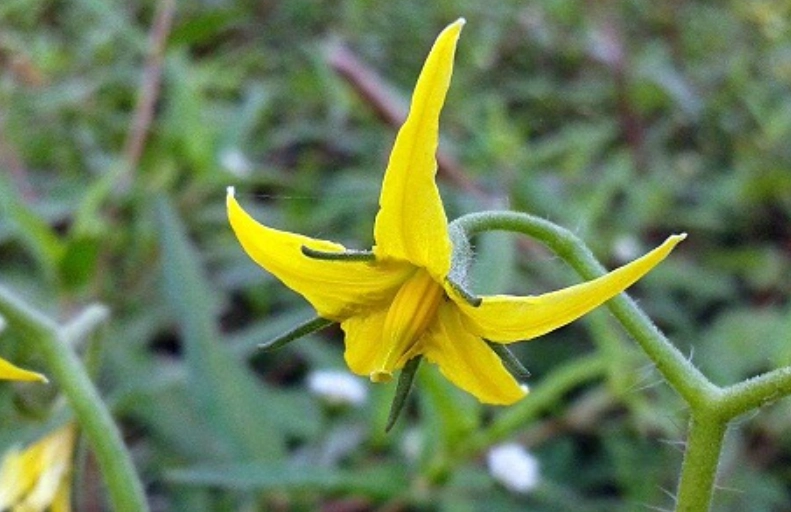 番茄開花後施肥