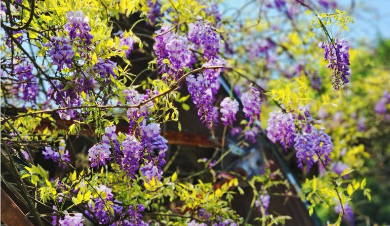 紫藤花賞花地點