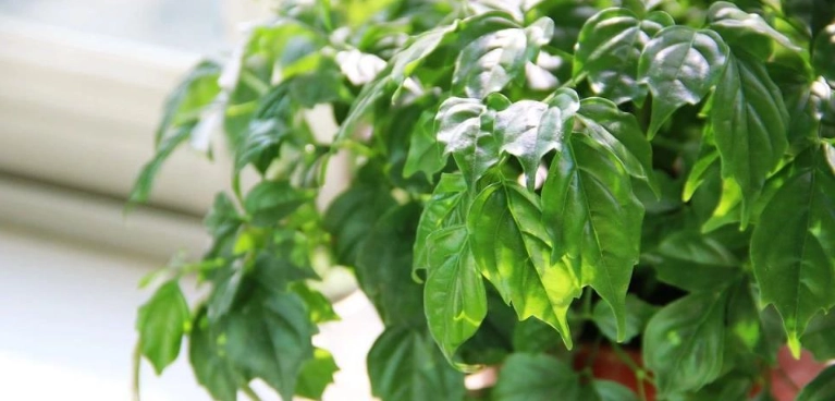 幸福樹養護秘訣