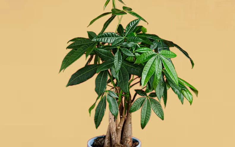 發財樹常見問題