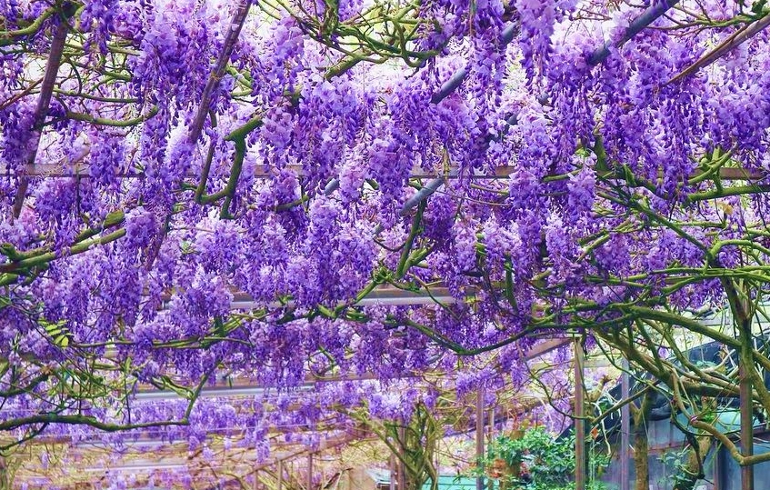 陽明山紫藤花期