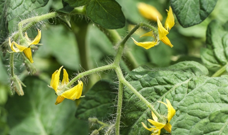 番茄開花後施肥