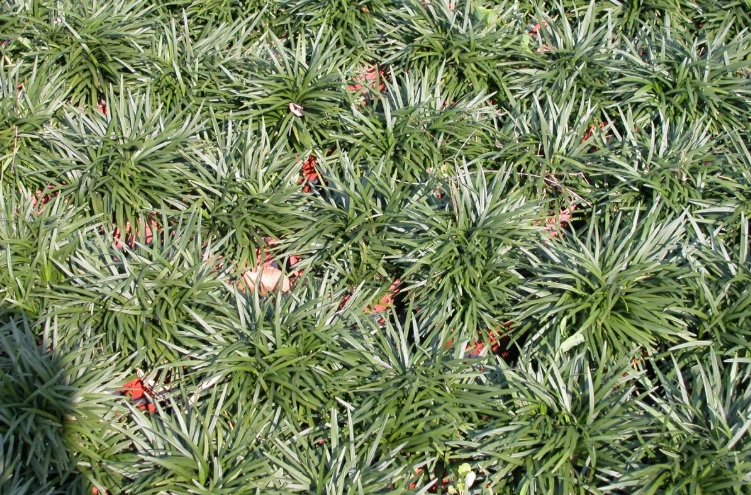 玉龍草分株技巧