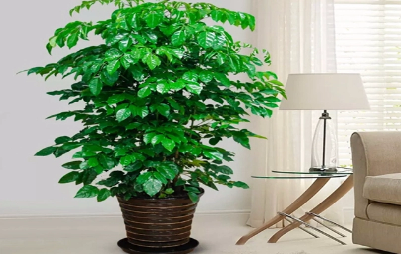 幸福樹扦插技巧