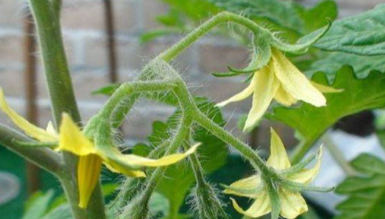 番茄開花後照顧