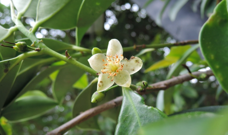台灣特有植物保健