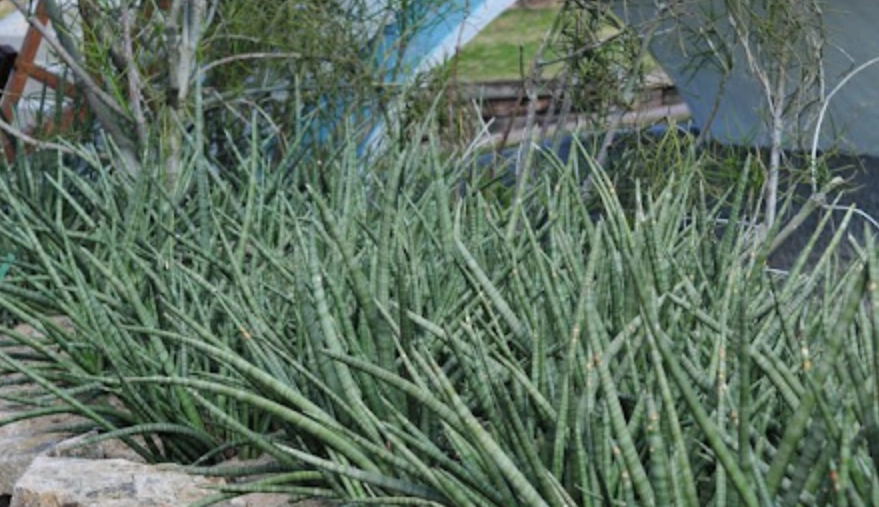 室內植物棒葉虎尾蘭