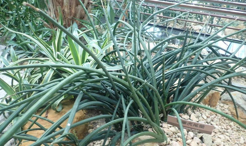 室內植物棒葉虎尾蘭