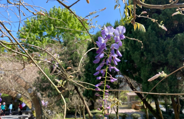 陽明山紫藤花期