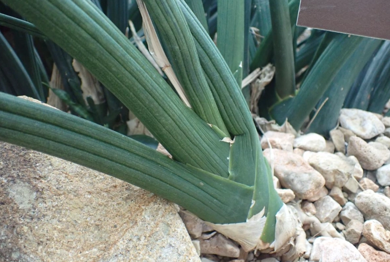 室內植物棒葉虎尾蘭