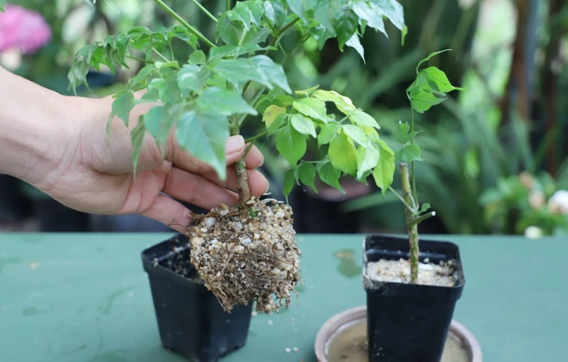 幸福樹養護秘訣