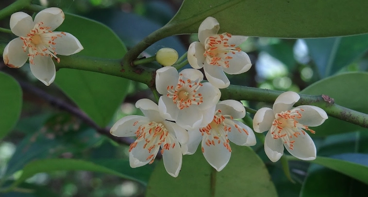 紅淡比健康益處