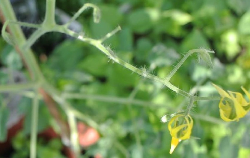 番茄開花後病蟲害