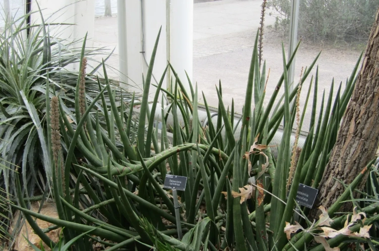 棒葉虎尾蘭養護