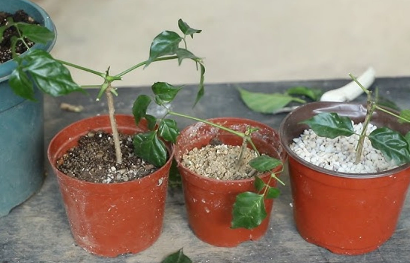 幸福樹繁殖方法