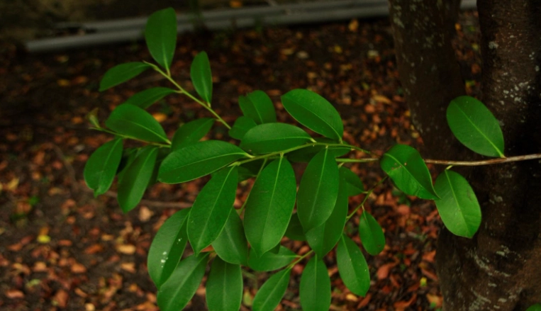紅淡比健康益處