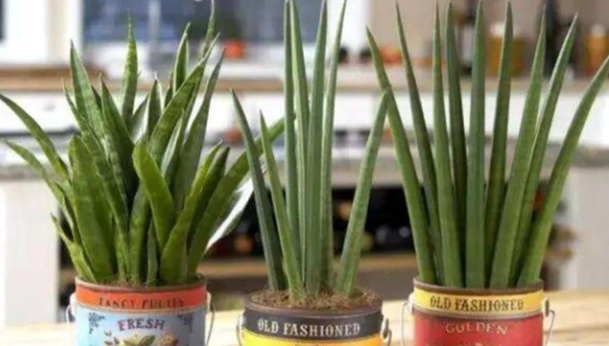 棒葉虎尾蘭養護