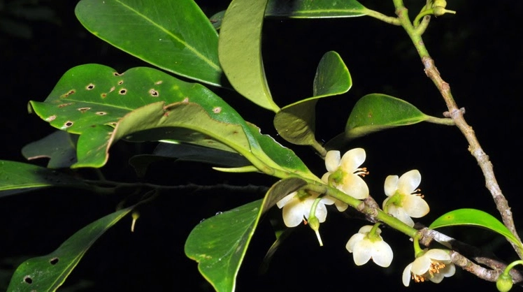 紅淡比健康益處