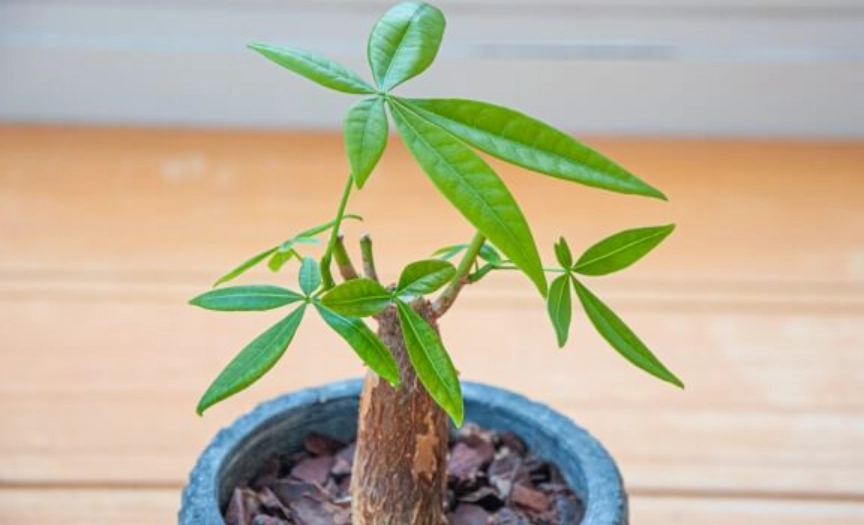 發財樹常見問題