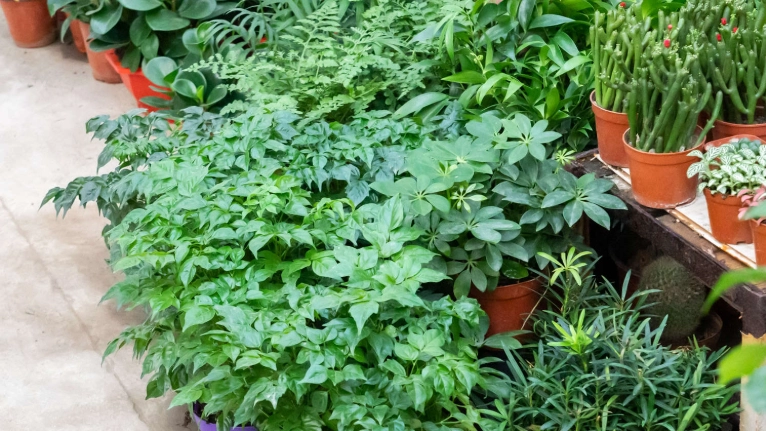 幸福樹扦插技巧